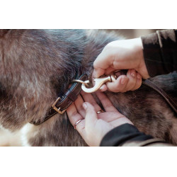 Lederhundehalsband Klassisch Dy'on