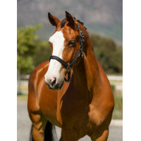 Halfter aus Neopren LeMieux Essential Yard Marine Marineblau