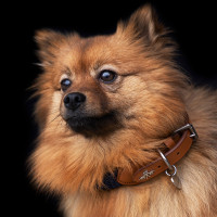 Hundehalsband HV Polo Franka Rope Marine Marineblau Hundehalsband HV Polo Franka Rope Marine Marineblau