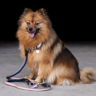 Hundehalsband HV Polo Franka Rope Marine / Rosa Blau