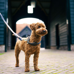 Hundehalsband HV Polo Franka Rope Marine / Rosa Blau