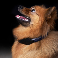 Hundehalsband HV Polo Franka Rope Wolkengrau / Marineblau