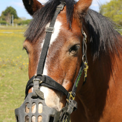 Greenguard-Korb Greenguard-Korb