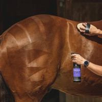 Lustrant Carr & Day & Martin Dreamcoat