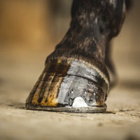 Huile pour sabots Carr & Day & Martin Arbre à thé