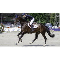 LeMieux Prosport Close Contact Schabracke - Baumwolle Weiß Weiß