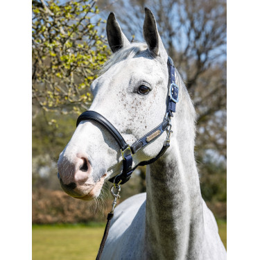 Halfter Capella LeMieux Marineblau Halfter Capella LeMieux Marineblau