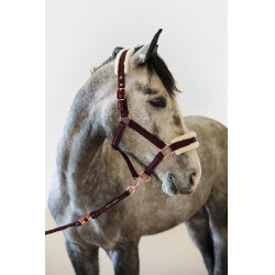 Halfter und Führstrick Harcour Holly Geige Lila