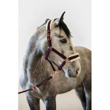 Halfter und Führstrick Harcour Holly Geige Lila