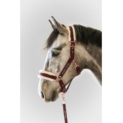 Halfter und Führstrick Harcour Holly Geige Lila