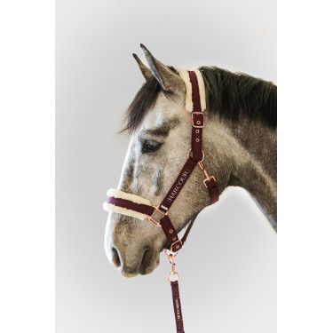 Halfter und Führstrick Harcour Holly Geige Lila