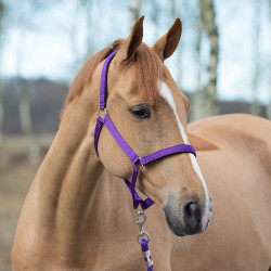 Halfter Horze Supreme mit Futter Halfter Horze Supreme mit Futter