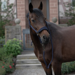 Gepolsterter Halfter Graz Horze Gepolsterter Halfter Graz Horze