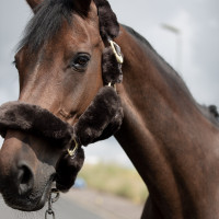 Halfter B Vertigo Tremblant echtes Lammfell Braun