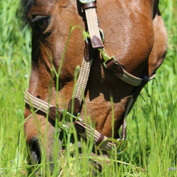 Halfter Geflochtenes Nylon Kentucky Halfter Geflochtenes Nylon Kentucky