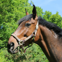 Halfter Geflochtenes Nylon Kentucky Halfter Geflochtenes Nylon Kentucky