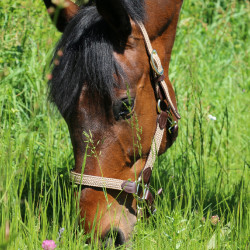 Halfter Geflochtenes Nylon Kentucky Halfter Geflochtenes Nylon Kentucky