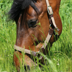 Halfter Geflochtenes Nylon Kentucky Halfter Geflochtenes Nylon Kentucky