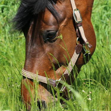 Halfter Geflochtenes Nylon Kentucky Halfter Geflochtenes Nylon Kentucky
