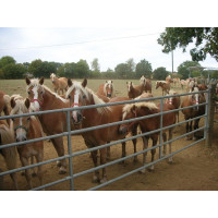Barrière d'herbage extensible La Gée