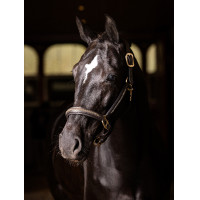 Lederhalfter LeMieux Crystal Braun