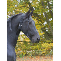 Kerbl Anbindehalsband Schwarz Kerbl Anbindehalsband Schwarz