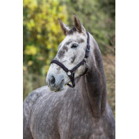 Royal Covalliero Pferdehalfter Blau / Karamell