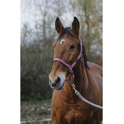 Nylonhalfter Spring Equithème Nylonhalfter Spring Equithème