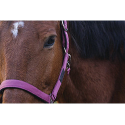 Nylonhalfter Spring Equithème Nylonhalfter Spring Equithème