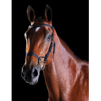 Bridon Collegiate ComFiTec Schwarz Bridon Collegiate ComFiTec Schwarz