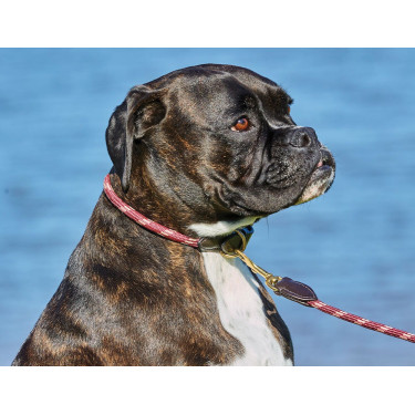 Weatherbeeta Hundehalsband aus Leder und Seil