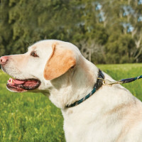 Weatherbeeta Hundehalsband aus Leder und Seil Jägergrün / Braun Gr&amp;amp;amp;amp;amp;amp;amp;amp;uuml;n
