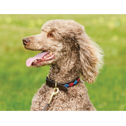 Hundehalsband Weatherbeeta Leder Polo Braun Beaufort / Rosa / Blau