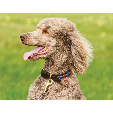 Hundehalsband Weatherbeeta Leder Polo Braun Beaufort / Rosa / Blau