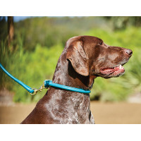 Hundehalsband Weatherbeeta rundes Leder Schwarz
