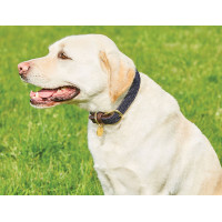 Geflochtenes Lederhundehalsband Weatherbeeta Braun / Bordeaux