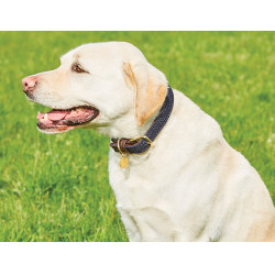 Geflochtenes Lederhundehalsband Weatherbeeta Braun / Marineblau