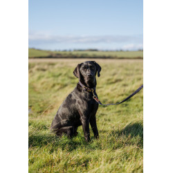 Geflochtenes Lederhundehalsband Weatherbeeta Braun / Marineblau