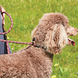 Hundeleine Weatherbeeta Leder und Seil