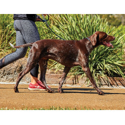 Rundleine für Hunde Weatherbeeta Leder Schwarz