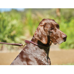 Rundleine für Hunde Weatherbeeta Leder
