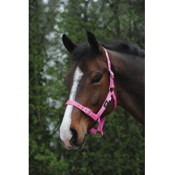 Günstiger Saxon-Halfter Pink Rosa