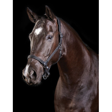 Lederhalfter Collegiate ComFiTec Lederhalfter Collegiate ComFiTec