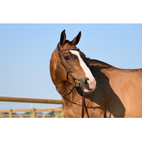 Bridon Liberty Jump'In One Noisette