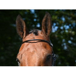 Bridon Wednesday kombiniert mit Kreuznasenriemen Jump'In Week Havanna Braun