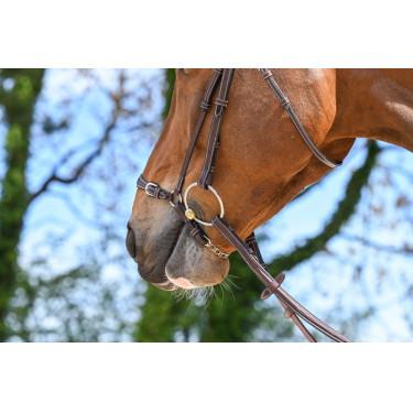 Deutsches Reithalfter mit Kette Jump'In Week Deutsches Reithalfter mit Kette Jump'In Week
