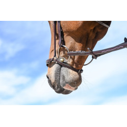Deutsches Reithalfter Jump'In Week