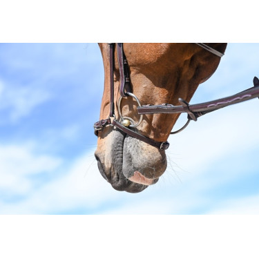 Deutsches Reithalfter Jump'In Week Deutsches Reithalfter Jump'In Week