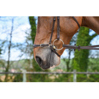 Deutsches Reithalfter Jump'In Week Havanna Braun