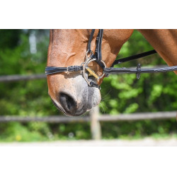 Hackamore-Nasenriemen Jump'In